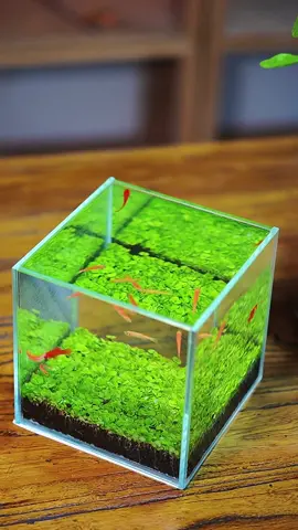 DIY mini table aquarium fish tank for home#aqua #seed #fishtank #minifish #goldfish #glasstank #aquarium #petlife #homelife #fishtok