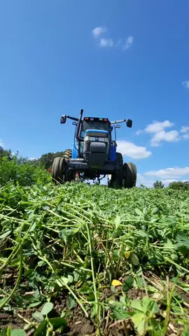 Making 4th crop balage and last crop of the year #farmtok#familyfarm#newholland #agriculture #farming#farmlife#hay #makinghay #fyp#foryoupage #bobcat#baling#raking#hayseason 