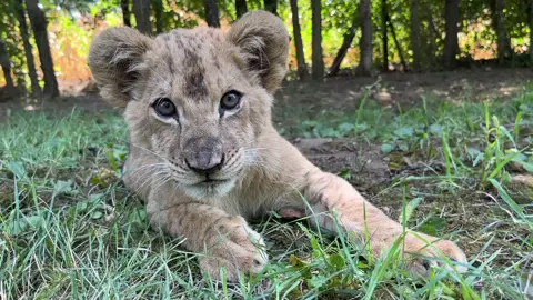 Baby lioness #rescuelion #sostozoo #nyiregyhaziallatpark😍😍😍 #mazli