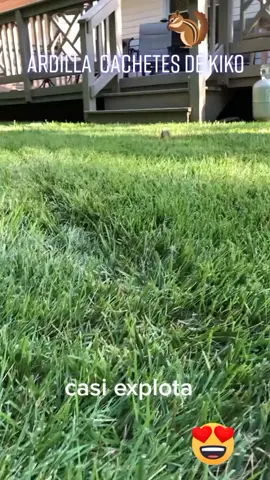 ardilla come tanto que tiene los cachetes de kiko,  #scrat #ardilla #kikochavodelocho #comelona #graciosa