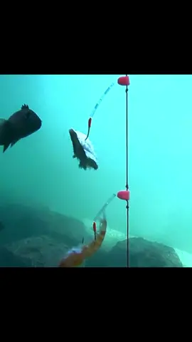 The hooking process of fish.#fishing #underwater