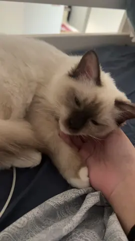 SHE ALWAYS SLEEPS ON MY HAND 🥹🥹🥹🥹❤️❤️❤️ #fyp #cat #catsoftiktok 