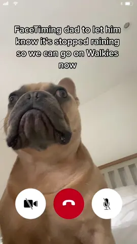 The rain has stopped 🌧 let gooo #walkies  #funnydog #frenchbulldog #tjthefrenchie 