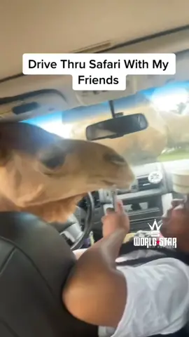 Does anyone ever enjoy these?! 😩🐪😂 (via @Phenom.blk ) #safari #ChewTheVibes 