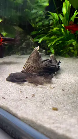 Long Finned Pleco 🦇 - credits @rawaquascapes - #fishtok #fish #aquarium #aquariumfish #Peces #Pez #Acuarios #plecostomus #Plecofish #corronchos