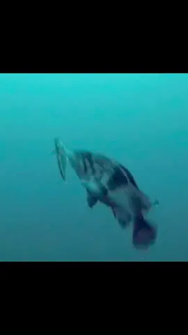 The hooking process of fishes.#fishing #underwater