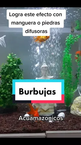 Si te gustan las burbujas como decoración tenemos los accesorios ideales #acuamazonicos #peces #mascotas #acuariofilia #puertoasis  #pets #putumayo 