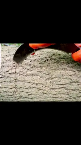 Y can’t miss this sound #tree #treeservice #trees 