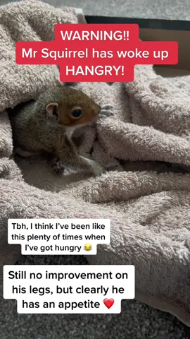 Omg - THE NOISES 🥹🥰❤️😂  Seeing an increase in his energy, appetite and personality is definitely a positive sign!!  #squirrel #squirrels #squirrelsoftiktok #animal #animals #wildlife #wild #nature #natureathome #rescue #hangry #hangrybynature #hungry #eating #feeding #feed #fyp #viral 