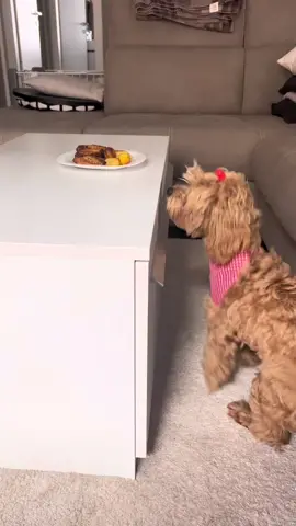 #maltipootoymia #maltipooitalia #maltipoo 