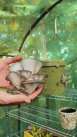 NOW IS THE PERFECT TIME TO GROW YOUR OWN MUSHROOMS 🤯 ITS SO EASY AND COST EFFECTIVE. And they fruit a few times!!!