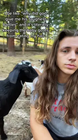 All that hay and they still go for my hair every time #fyp  #babygoats  