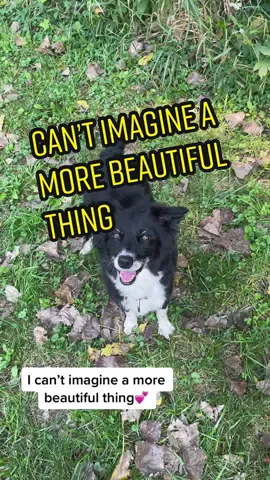 Oakley is the epitome of beauty in my eyes 😭🥺 #icantimagineamorebeautifulthing #imeanlookatthisthing #australianshepherd #dog 