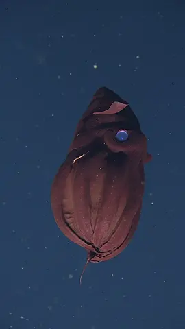 Nowhere we'd rather be than floating by a vampire squid under the sea. #MBARI #deepseatok #deepthoughts #nature #ocean 