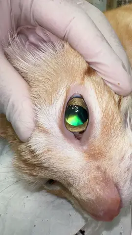 Here you can see the reflection of light off of a layer of tissue in the cats eye called the Tapetum Lucidum. It reflects visible light back through the retina, increasing the light available to the photoreceptors. This is how cats can have superior night vision. #vet #vettech #vetmed #cat #eye #fyp #fy #fypシ #interesting #satisfying #cats #catsoftiktok #pet #veterinarian #vettechlife #Science 