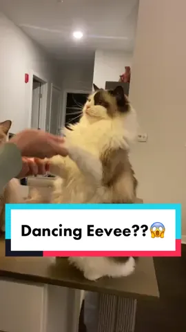 After lots of practice, Eevee finally learned a new trick! I’m a lucky mama, I can dance with both of my kitties 😍 #dancingcat #cattricks #catmom #ragdollcat #dance #catmama #catsoftiktok #cattok #tricktraining #eeveeandyoshi