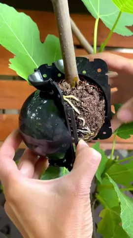 🌳I’ve been using propagation pods, but you can also use plastic to wrap. Just make sure to seal the top and bottom of the plastic with tape or twist ties and cover it with foil to block out light. This pod needs to be watered about once a week or so as it doesn’t retain moisture as well as plastic.   🌱Layering happens naturally in the wild. If a low stem or branch is in contact with the ground it can develop adventitious roots (lateral root primordia), eventually anchoring into the soil. When the stem develops a root system, it can be cut away from the mother plant resulting in a new plant!   🌱This process creates a vegetative duplication through asexual reproduction without having to start from seeds, resulting in a genetically identical plant. More info below.  ✅Air layering is a propagation technique that can be applied to certain plants and trees including fruit, nut, and woody ornamental varieties. This method works well with fig trees.  ✅An area of the stem is wounded by peeling a ring of bark about 2x the diameter of the branch removing the bark, phloem, and cambium layer (green tissue under the bark). This technique is known as girdling and can be done in the middle of a stem or near the trunk. Optional, but it’s a good idea to peel off about 1 millimeter of the cambium layer after removing the bark.   ✅The wounded area is covered with pre-moistened sphagnum peat moss. A cover is placed over to retain moisture.  ✅This process may take several weeks to a few months. Make sure to keep the soil moist to promote aerial root formation. It is best to do this in the spring, but can be done throughout the year, at least 12 weeks before your first fall frost. Have you tried this method?  Let me know! Hope you find this helpful!   Happy Gardening!🌱💚🌱💚  💚I used Vitality to give it a good start and help it establish well. Learn more about worm castings extract vermisterra.com . If you’d like to give it a try, make sure to use code, learntogrow for a savings of 10% + free shipping. Thank you!   #propagation #figtree  #gardeningtips  #airlayering  #vegetablegardening  #containergardening  