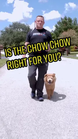 Is the Chow Chow right for you? #DogTraining #doglover #dog #puppy #chowchow #chowchowpuppy #ChewTheVibes #fyp 