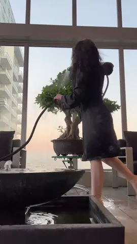 #bonsai #tree #plantsoftiktok #bonsaitree #plantcare