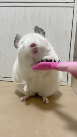 brushy brushy (📹 _unn1mm3 | IG) - #chinchilla #brush #comfy #9gag #cute #foryou #foryoupage #fyp