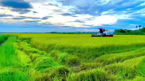 Một thằng tài xế máy gặt làm sao lo được con gái người ta🥹🥹#máygatluadc70pro #17tháibình❤️