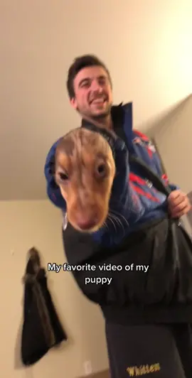 I could watch this all day #puppy #dachshund #dachshundpuppy #doxiepuppy #failed #funnypuppy #dogtok