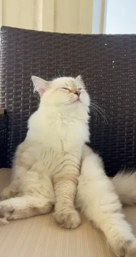 🥺🥺 #catsoftiktok #fyp #cat #kitten #summerlovin #relax #siberiancat 