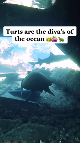 This sound was made for this moment 💁🏼‍♀️🦈🐢 #canyoumove #diva #turtles #seaturtles #ocean #fyp #funny #foryoupage #trending #funnyvideos #funnyanimals #wildlife #cute