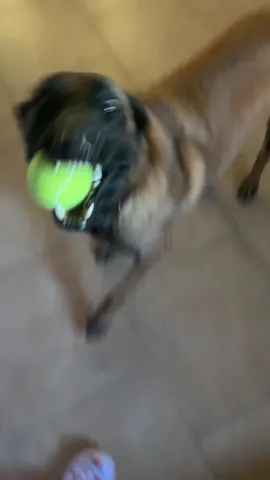 Crazyyyy boyyyy 🥰 #AVrboForTogether #SephoraConcealers #DrPepperTuitionContest #beliganmalinois #pup #dog #dogsoftiktok #fypシ 