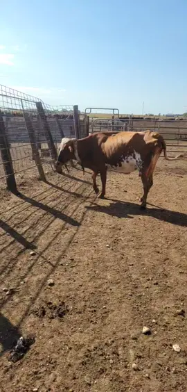 #cows #cattle #fyp #longhorn #strangerthings #punchy #western #exotic #wild #cowsoftiktok