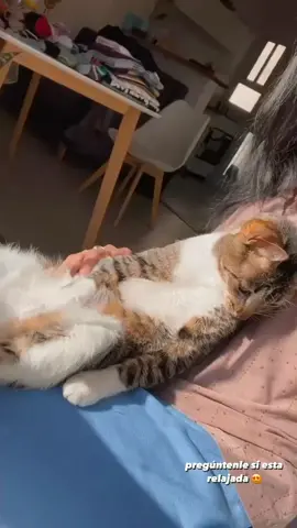 @Mica Suarez niña bandana y Reinita 🐈👑 las amo muchísimo 🌈💜🌈💜🌈💜#micasuarez #micasuarez12 #storieinstgram #instagram 