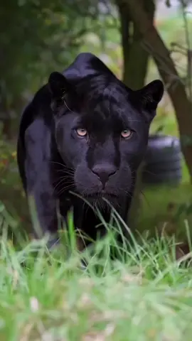 #nature #blackcats #thewild #blackpanther