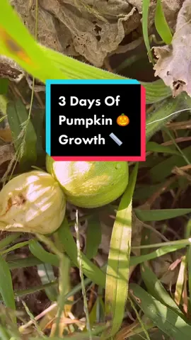 Because of this app I can see exactly how long it has been since this pumpkin was pollinated. Pretty cool. 🎃😍🌱📏 #pumpkin #pumpkinseason #pumpkinspice #pumpkins #pumpkinpatch #bluepumpkin #verygoodgardening #gardening #gardener #growyourown #growyourownfood #fallgardening #fallseason #autumn #halloween 