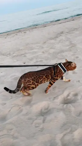 Beach Lover 🐾 #bengal #bengalcat #bengalkitten #catwalk #catsoftiktok #kittensoftiktok #gatobengali #walk #beach #chicago #exiticpet #leopard #fyp #fypシ #foryou #parati