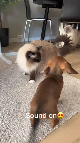 This is the first times my cats meets a dog🥹🥹🥹 #fyp #foryou #foryoupage #cat #dog #dogsoftiktok #catsoftiktok #catanddog 