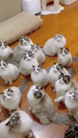 #cat #kitty #catsoftiktok #pet #catlover 