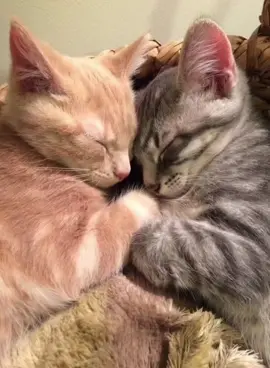 fast moving images. #fyp #cat #cats #edit #cute #Love #safe #comfort