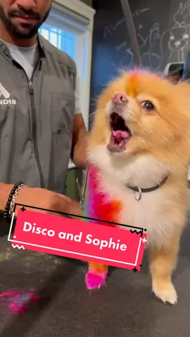 Disco (Pom )and Sophie (Yorkie) came by for their rainbow 🌈 transformations ! Sophie is inspired by our previous Lisa Frank design modified to her long silky hair. With Disco I wanted to play with asymmetry creating an unconventional tie dye look  but she’s  is coming by later this week to get more color and I’ll post an update :) Also remember to consult with a professional before trimming your Pom too short, it can affect the hair growth. All Pomeranians are different, what works for one don’t work for all. #doggrooming #yorkie #pomeranian #cutedogs #makeover #lisafrank 