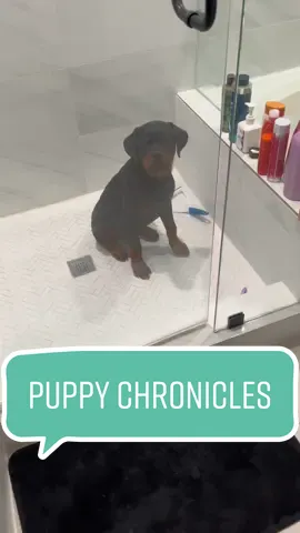 How #DrPepperTuitionContest #fyp #puppychronicals #rottiesoftiktok #puppy #SephoraConcealers #foryoupage 