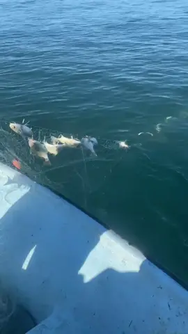 They live here #commercialfishing #nc #spot #gillnet #getpaidtofish #fvsaywhat 