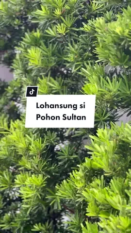 Yok yang 2jt masih pada buat bayar kosan kumpul di kolom comment 🥲😃#VoiceEffects #desaintaman #lohansung #lohansungtaiwan #arsitekturlanskap #landscapearchitecture 