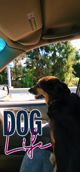 When things get ya down.... #doglife is the #bestfriend life. 