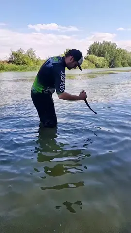 #fishing #pesca #wedkarstwo #siluro #sum #catfish #monsterfish #predatorfish #rivergishing #spinfishing #sports #deporte 