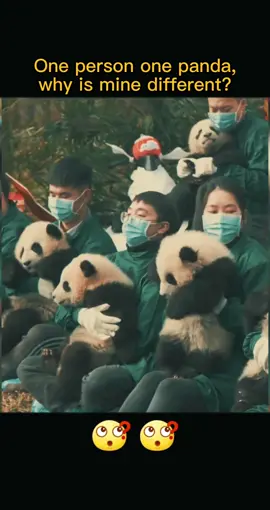 Would you like a panda baby like me? #panda #pandababy #pandasoftiktok #cute #animals #fyp #foryou 