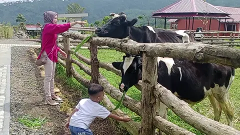 Fatih gak takut langsung kasih makan sapi langsung #sapi #cow #animal #hewanlucu #fatihandfriend #kebunbinatang #fyp