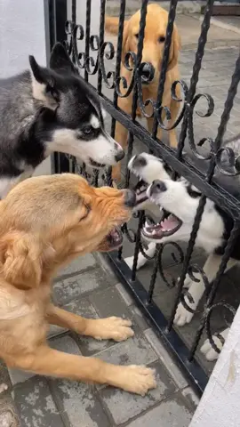 dog fight#狗 #狗巻棘 #dog #动物 #宠物 #fyp #foryou #foryoupage #viral #fypシ #duet #tiktok #parati #fy #trending #我要上热门