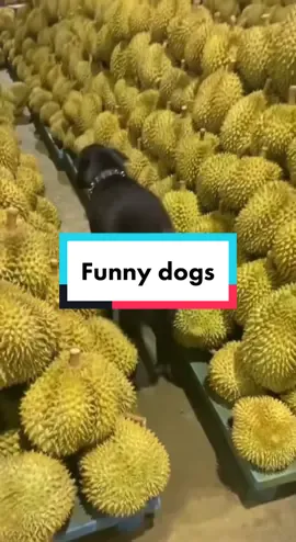#CapCut  funny dogs #dogbehavior #dogsareawesome #funnydogsoftiktok #petsvlog #dogslove