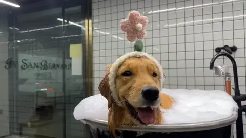 SPA day ✨#dog #dogbath #cute #dogsoftiktok #fyp 
