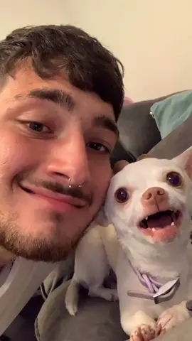 Whyyy??😮‍💨😆🥹❤️(לפעמים ניקי נשמעת כמו בלנדר) #fyp #dog #chihuahua #angrydog #niki #nikiozeri #mreviatar 