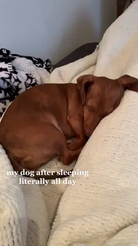 it must be nice my boy #dachshund #minidachshund #wienerdog 